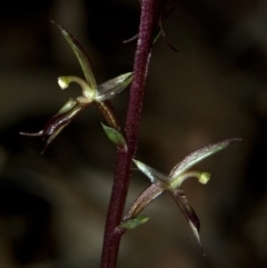 Acianthus exsertus (Large Mosquito Orchid) at Falls Creek, NSW - 24 Apr 2009 by AlanS