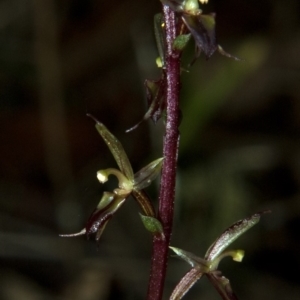 Acianthus exsertus at Falls Creek, NSW - suppressed