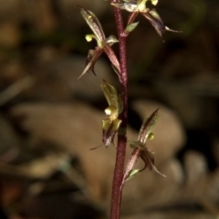 Acianthus exsertus at Falls Creek, NSW - suppressed