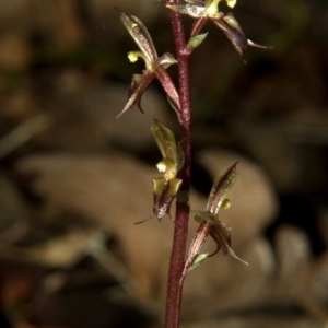 Acianthus exsertus at Falls Creek, NSW - suppressed