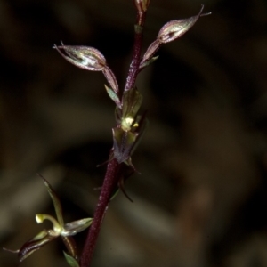 Acianthus exsertus at Falls Creek, NSW - suppressed