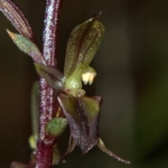 Acianthus exsertus at Falls Creek, NSW - suppressed
