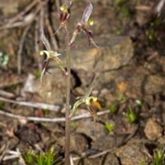 Acianthus exsertus (Large Mosquito Orchid) at Sassafras, NSW - 2 May 2014 by AlanS