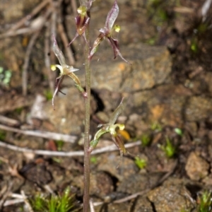 Acianthus exsertus at Sassafras, NSW - suppressed