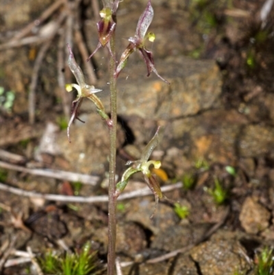 Acianthus exsertus (Large Mosquito Orchid) at Sassafras, NSW - 2 May 2014 by AlanS