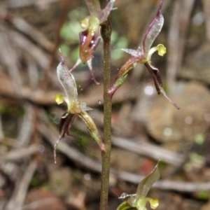 Acianthus exsertus at Sassafras, NSW - 3 May 2014