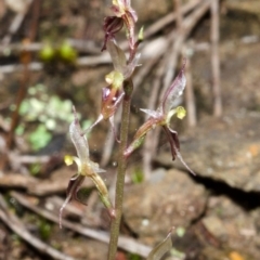 Acianthus exsertus at Sassafras, NSW - suppressed