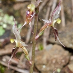 Acianthus exsertus at Sassafras, NSW - 3 May 2014