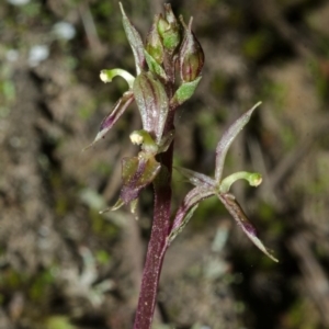 Acianthus exsertus at Yalwal, NSW - suppressed