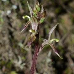 Acianthus exsertus (Large Mosquito Orchid) at Yalwal, NSW - 3 Apr 2016 by AlanS