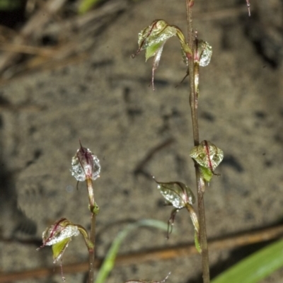 Acianthus fornicatus (Pixie-caps) at Berry, NSW - 5 Jul 2006 by AlanS