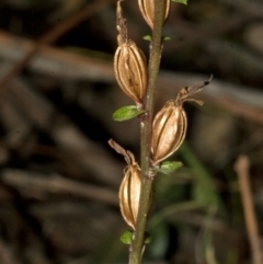 Acianthus fornicatus (Pixie-caps) at Tomerong, NSW - 12 Aug 2008 by AlanS