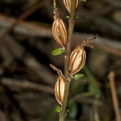 Acianthus fornicatus (Pixie-caps) at Tomerong, NSW - 13 Aug 2008 by AlanS