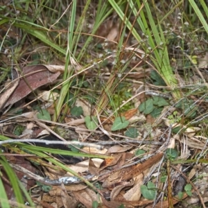 Acianthus fornicatus at Falls Creek, NSW - suppressed
