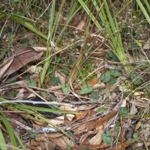 Acianthus fornicatus at Falls Creek, NSW - 25 May 2011