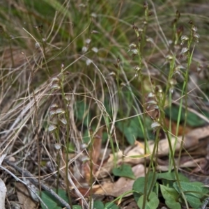 Acianthus fornicatus at Falls Creek, NSW - 25 May 2011