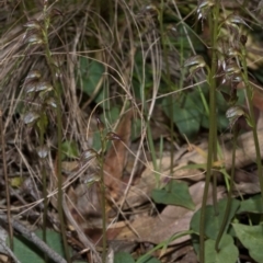 Acianthus fornicatus at Falls Creek, NSW - suppressed