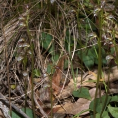 Acianthus fornicatus at Falls Creek, NSW - suppressed