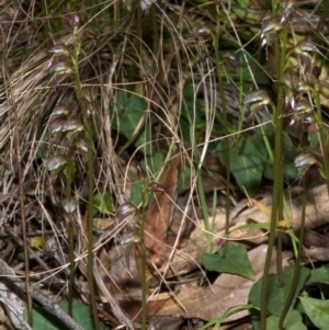 Acianthus fornicatus at Falls Creek, NSW - suppressed