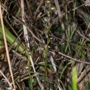 Acianthus fornicatus at Falls Creek, NSW - suppressed