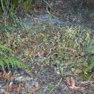 Acianthus fornicatus at Myola, NSW - suppressed