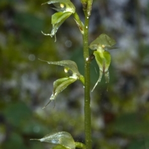 Acianthus fornicatus at Myola, NSW - suppressed