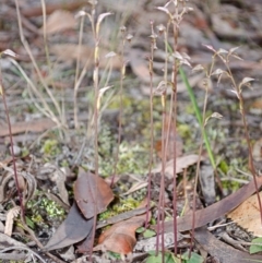 Acianthus fornicatus (Pixie-caps) at Callala Creek Bushcare - 22 Jul 2015 by AlanS
