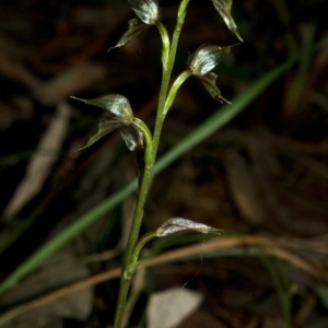 Acianthus fornicatus at Browns Mountain, NSW - 30 Jun 2009