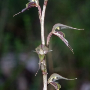 Acianthus fornicatus at Yerriyong, NSW - suppressed