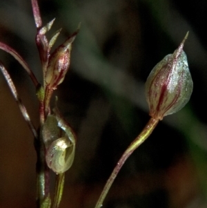 Acianthus fornicatus at Yerriyong, NSW - suppressed