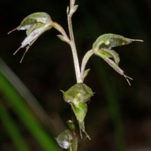 Acianthus fornicatus at Jerrawangala, NSW - suppressed