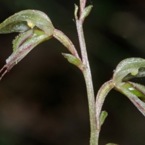 Acianthus fornicatus at Jerrawangala, NSW - suppressed