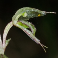 Acianthus fornicatus at Jerrawangala, NSW - suppressed