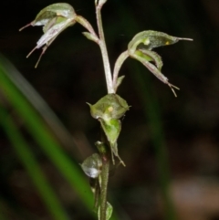 Acianthus fornicatus at Jerrawangala, NSW - suppressed