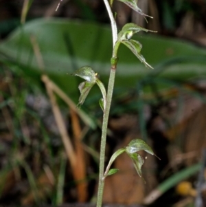 Acianthus fornicatus at Jerrawangala, NSW - suppressed