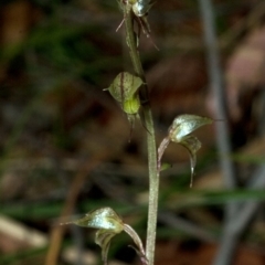 Acianthus fornicatus (Pixie-caps) at Ulladulla, NSW - 7 Jul 2009 by AlanS