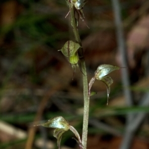 Acianthus fornicatus at Ulladulla, NSW - 7 Jul 2009