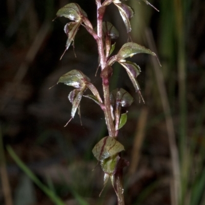 Acianthus fornicatus (Pixie-caps) at Falls Creek, NSW - 21 May 2011 by AlanS