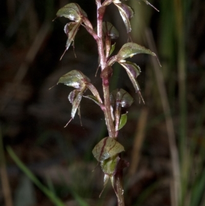 Acianthus fornicatus (Pixie-caps) at Falls Creek, NSW - 22 May 2011 by AlanS