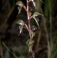 Acianthus fornicatus (Pixie-caps) at Falls Creek, NSW - 21 May 2011 by AlanS