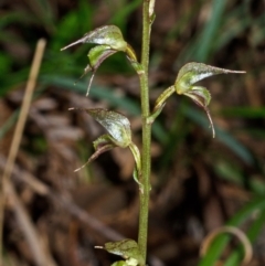 Acianthus fornicatus (Pixie-caps) at Jervis Bay, JBT - 16 May 2013 by AlanS