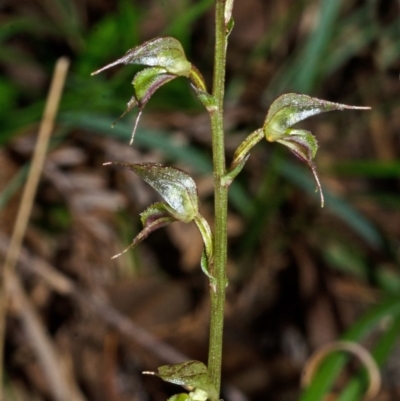 Acianthus fornicatus (Pixie-caps) at Jervis Bay, JBT - 17 May 2013 by AlanS