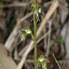 Acianthus fornicatus at Jervis Bay, JBT - suppressed