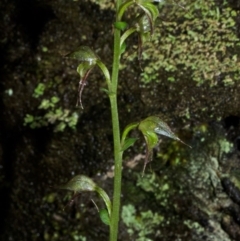 Acianthus fornicatus (Pixie-caps) at Jerrawangala, NSW - 22 May 2015 by AlanS