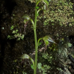 Acianthus fornicatus at Jerrawangala, NSW - 22 May 2015