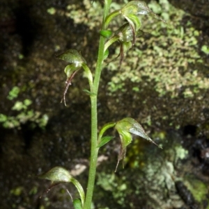 Acianthus fornicatus at Jerrawangala, NSW - suppressed