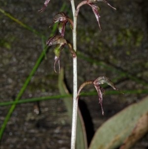 Acianthus fornicatus at Jerrawangala, NSW - suppressed