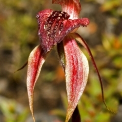 Caladenia tessellata (Thick-lip Spider Orchid) at Tianjara, NSW - 21 Oct 2005 by AlanS