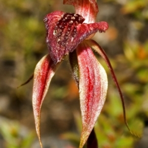 Caladenia tessellata at Tianjara, NSW - suppressed