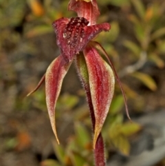 Caladenia tessellata at Tianjara, NSW - suppressed